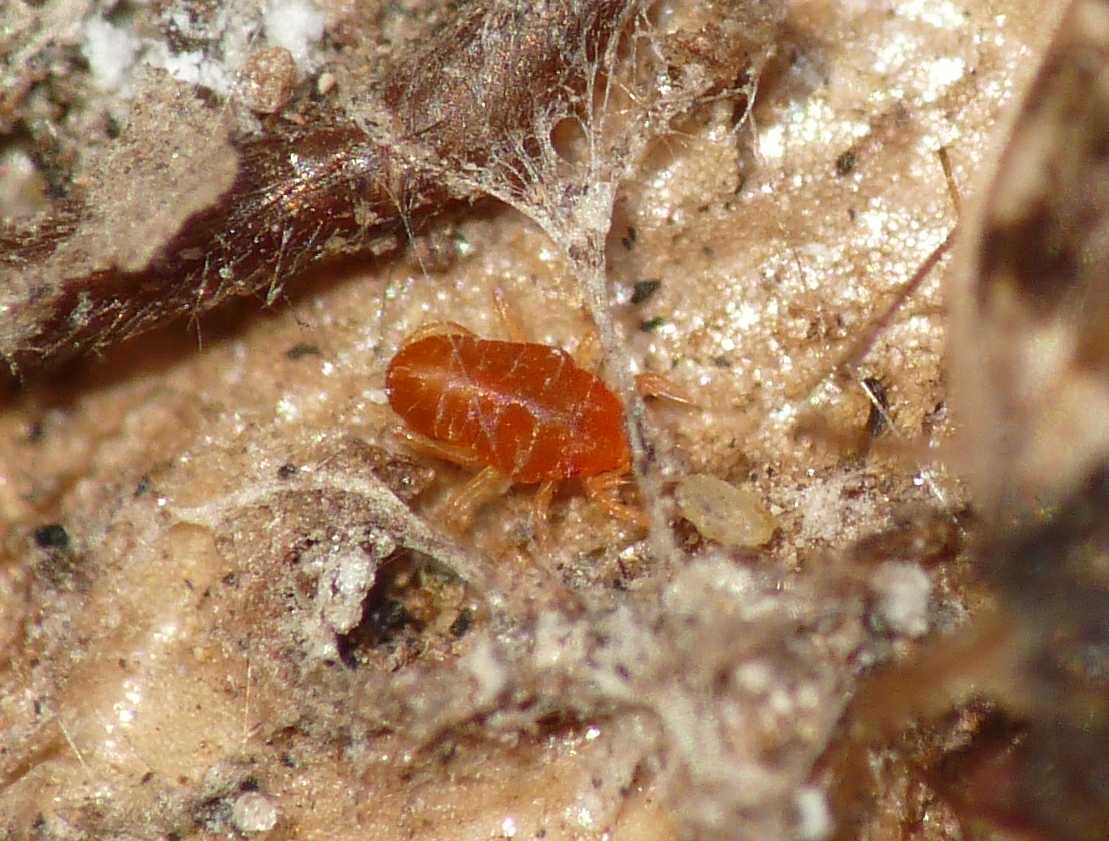 Bdellidae Cyta sp.?